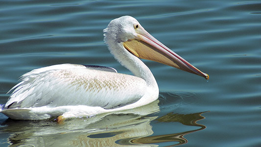 pelican3