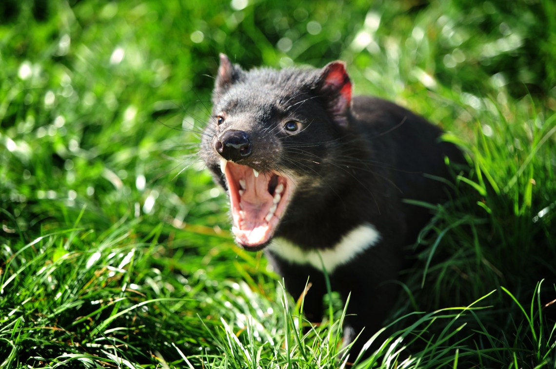 07-09-2011 pic Scott gelston Threatened Species Day Tasmanian Devil at Tasmania Zoo on Threatened Species Day